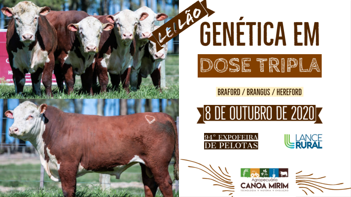 Venda de touros POLLED HEREFORD